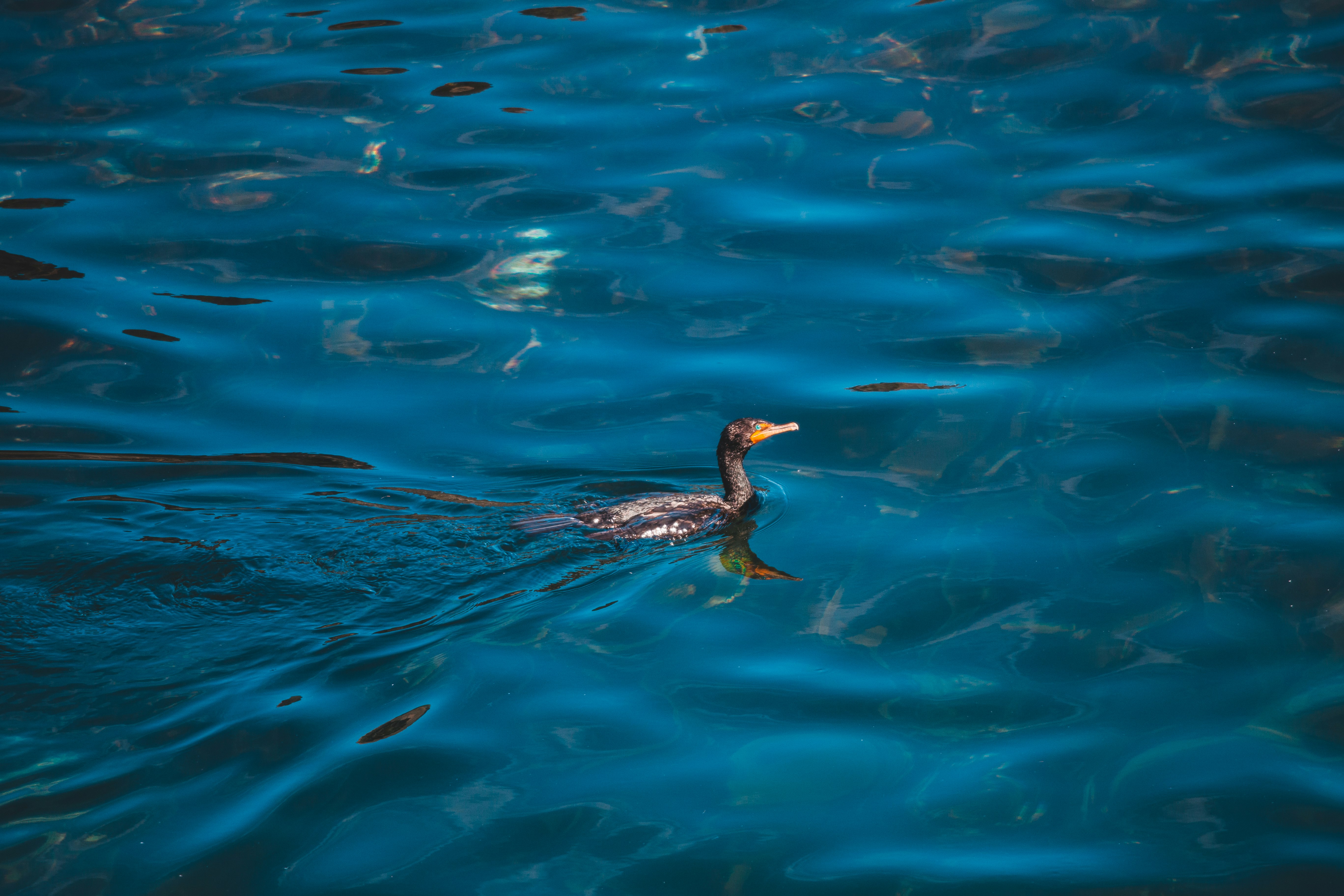 black duck in water